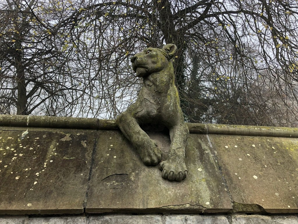 Weathered stone sculpture of a reclining lion or lioness on a wall of Cardiff Castle, with bare tree branches in the background.
